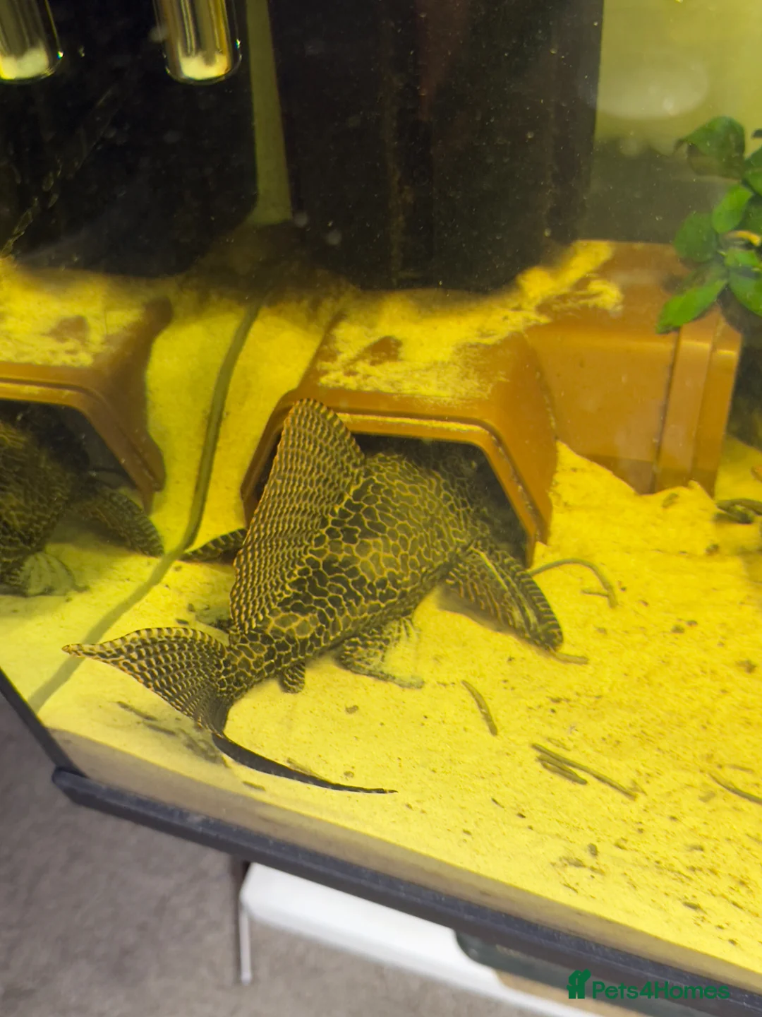 Catfish fish for sale: Fish for sale  - Advert 8