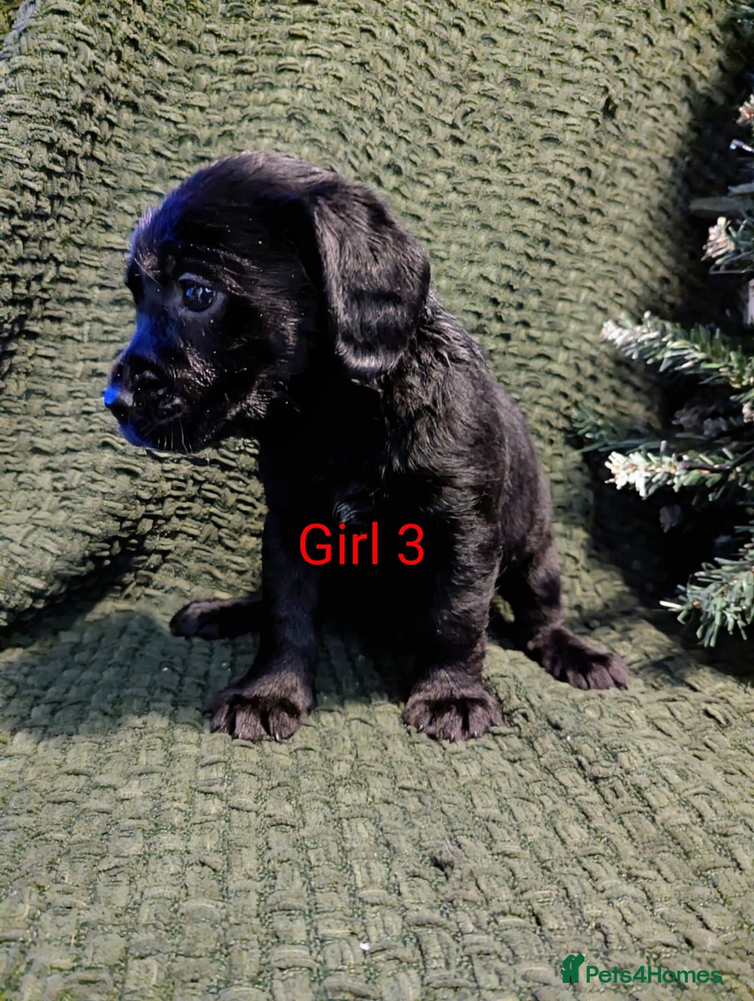 Cockerdor dogs for sale: Cockador Puppies - Advert 31