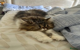 Persian cats for sale: Persion kitten_ The Lazy boy in Oxford - Image 8