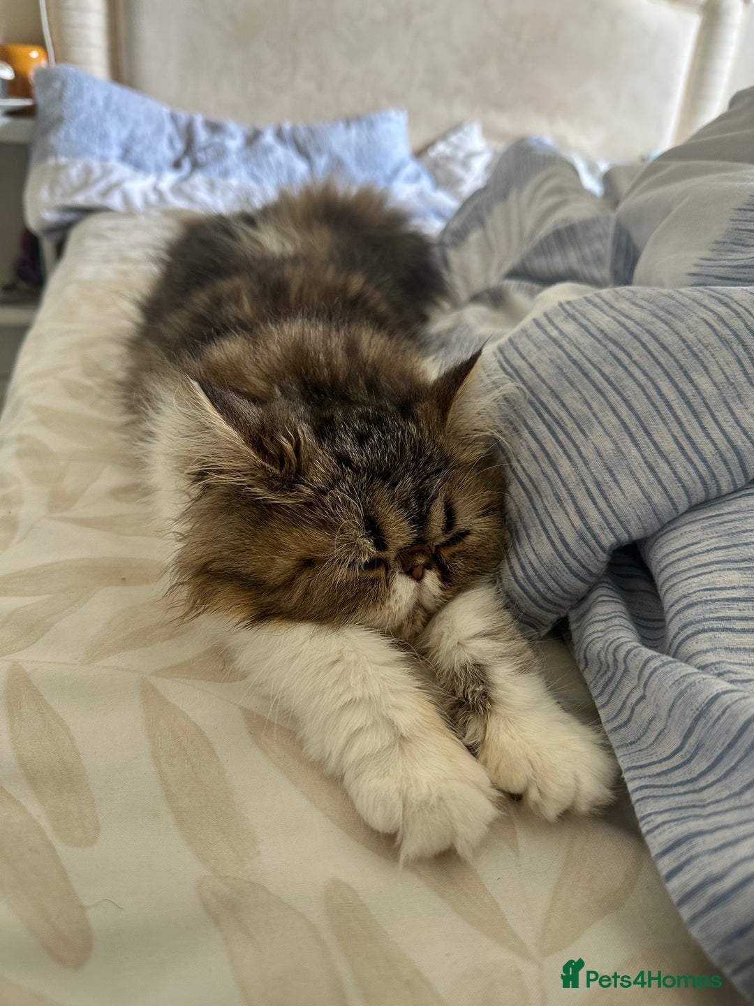 Persian cats for sale: Persion kitten_ The Lazy boy in Oxford - Image 8