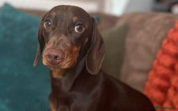 Miniature Dachshund dogs for sale: 1 year old Male miniture dachshund  - Image 1