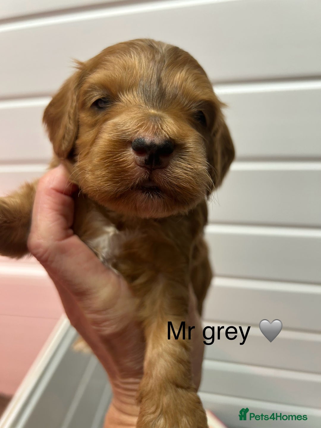 Cockapoo dogs for sale: F1 TOY SHOW TYPE DNA 🧬 CLEAR COCKAPOO BABIES 🧸 - Advert 2