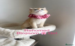 British Shorthair cats for sale: Rare Golden NY12 British Shorthair Boy - Image 14