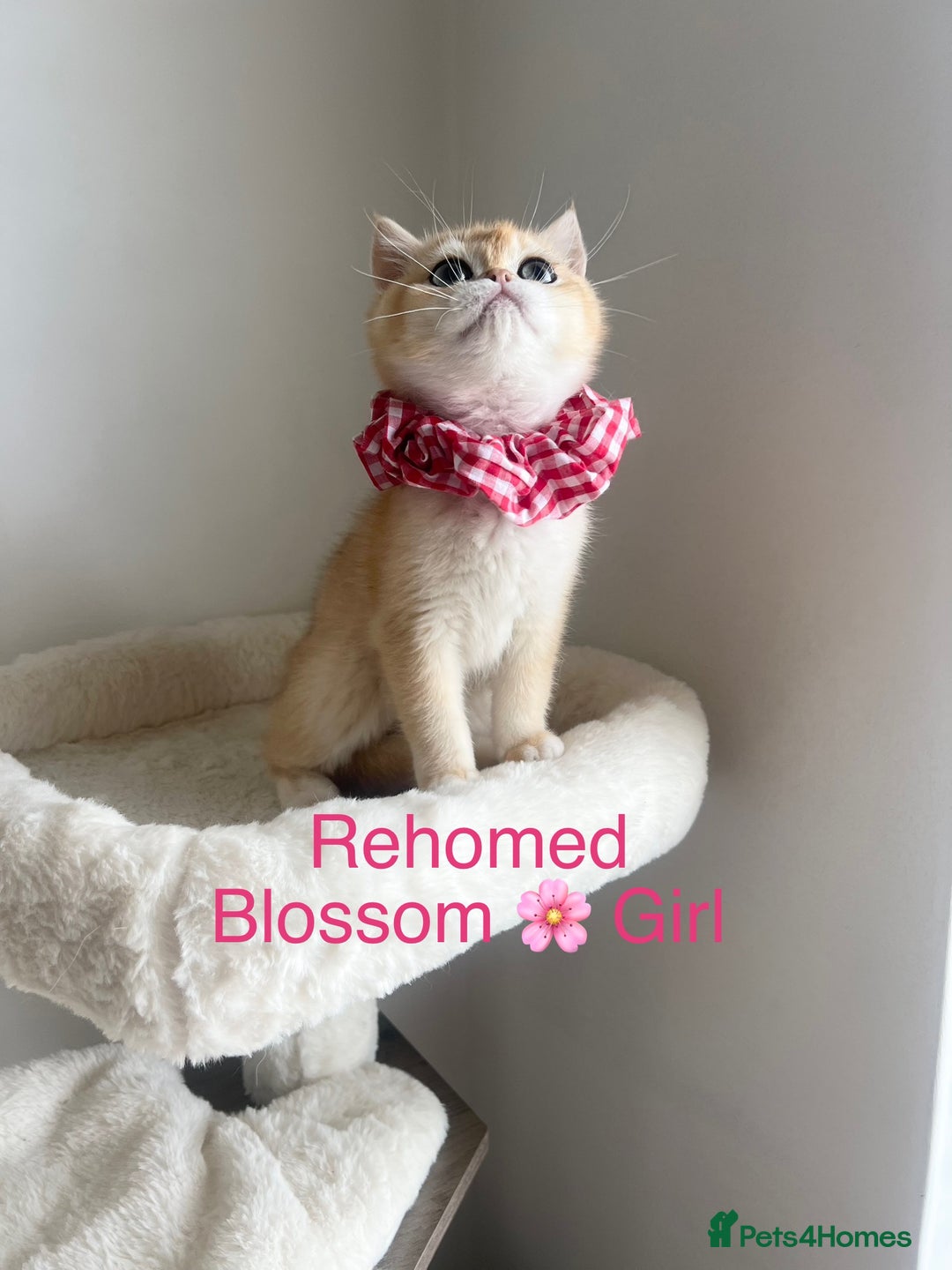 British Shorthair cats for sale: Rare Golden NY12 British Shorthair Boy - Image 14
