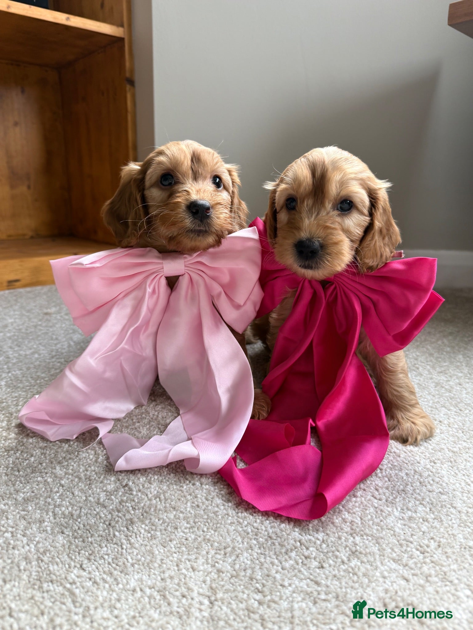 Cockapoo dogs Cockapoo Girls 2 available READY THIS WEEK - Advert 14
