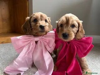 Cockapoo dogs Cockapoo Girls READY TO LEAVE - Advert 1