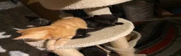 Mixed Breed cats for sale: Cute Little Kittens Available Now  - Advert 4