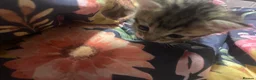 Mixed Breed cats for sale: Kittens  - Advert 2