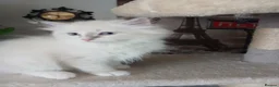 Siberian cats for sale: Purebred Siberian male kittens. - Advert 33