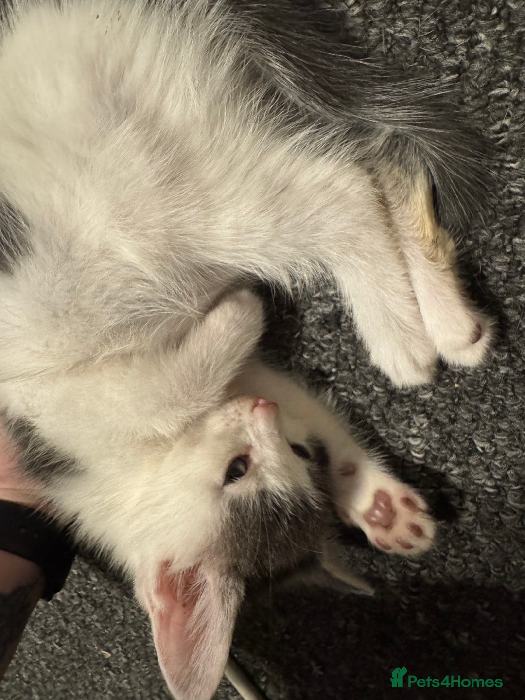 Mixed Breed cats for sale: 2 Grey and White, and 2 Fluffy Grey Kittens - Image 7