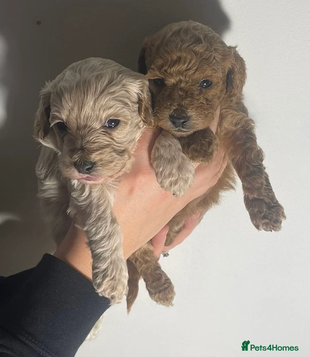 Cockapoo dogs for sale: ONLY TWO GIRLS LEFT BEAUTIFUL LITTER OF COCKAPOO  - Advert 17