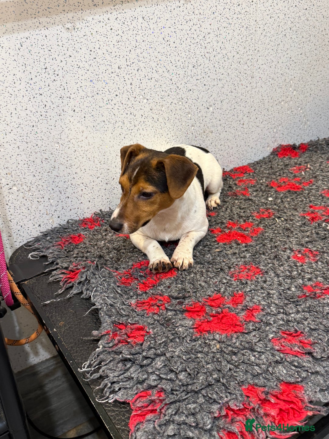 Jack Russell dogs for sale: Jack Russell male  - Advert 9