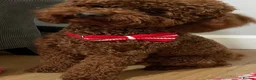 Miniature Poodle dogs for stud: Teddy  - Advert 25