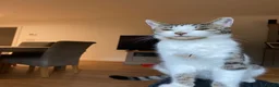 Mixed Breed cats for sale: Shirt hair moggy cat  in Maidstone - Advert 2