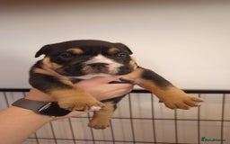 English Bulldog dogs for sale: Chunky English Bulldog Puppies  - Image 8