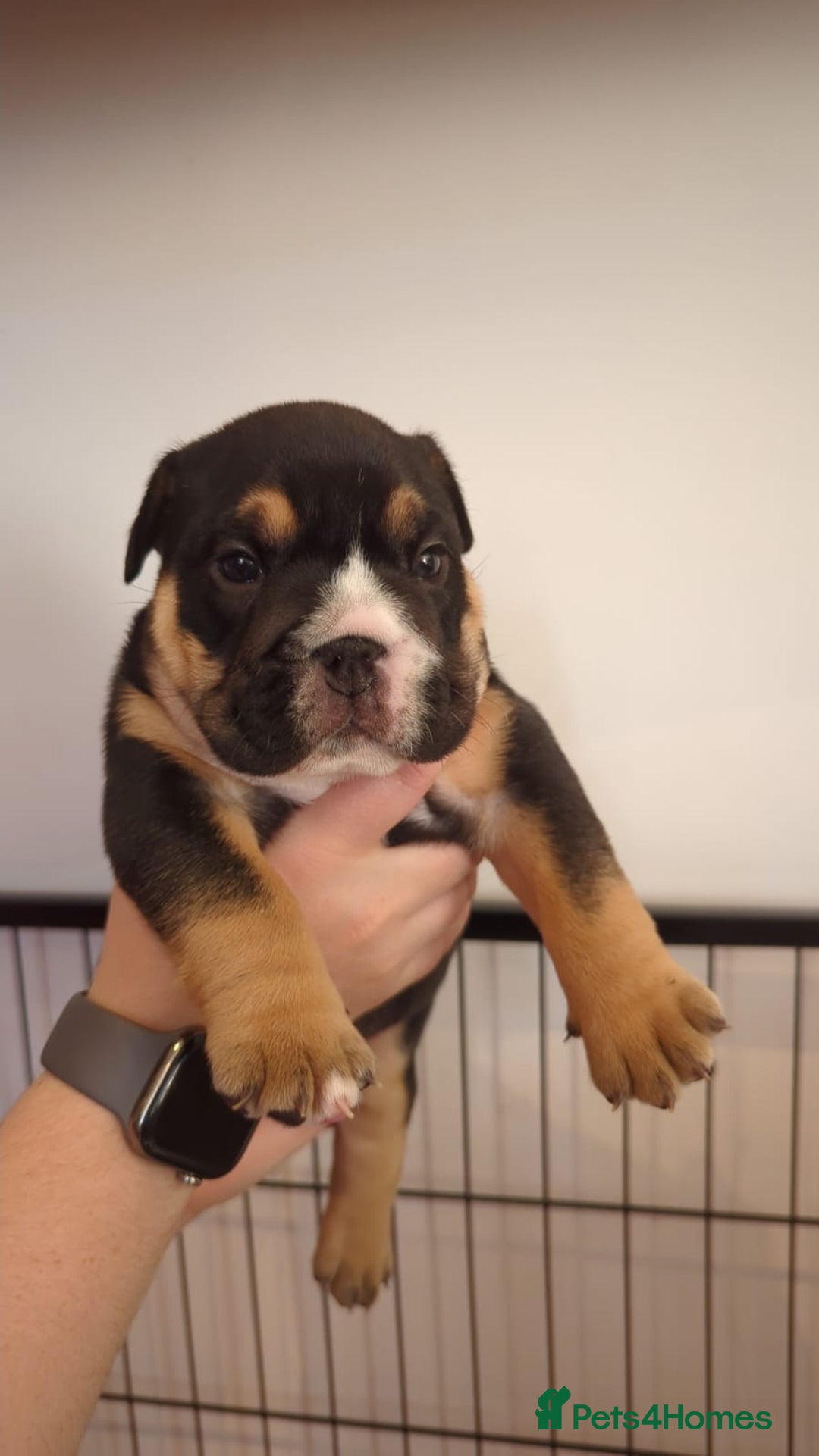 English Bulldog dogs for sale: Chunky English Bulldog Puppies  - Image 8