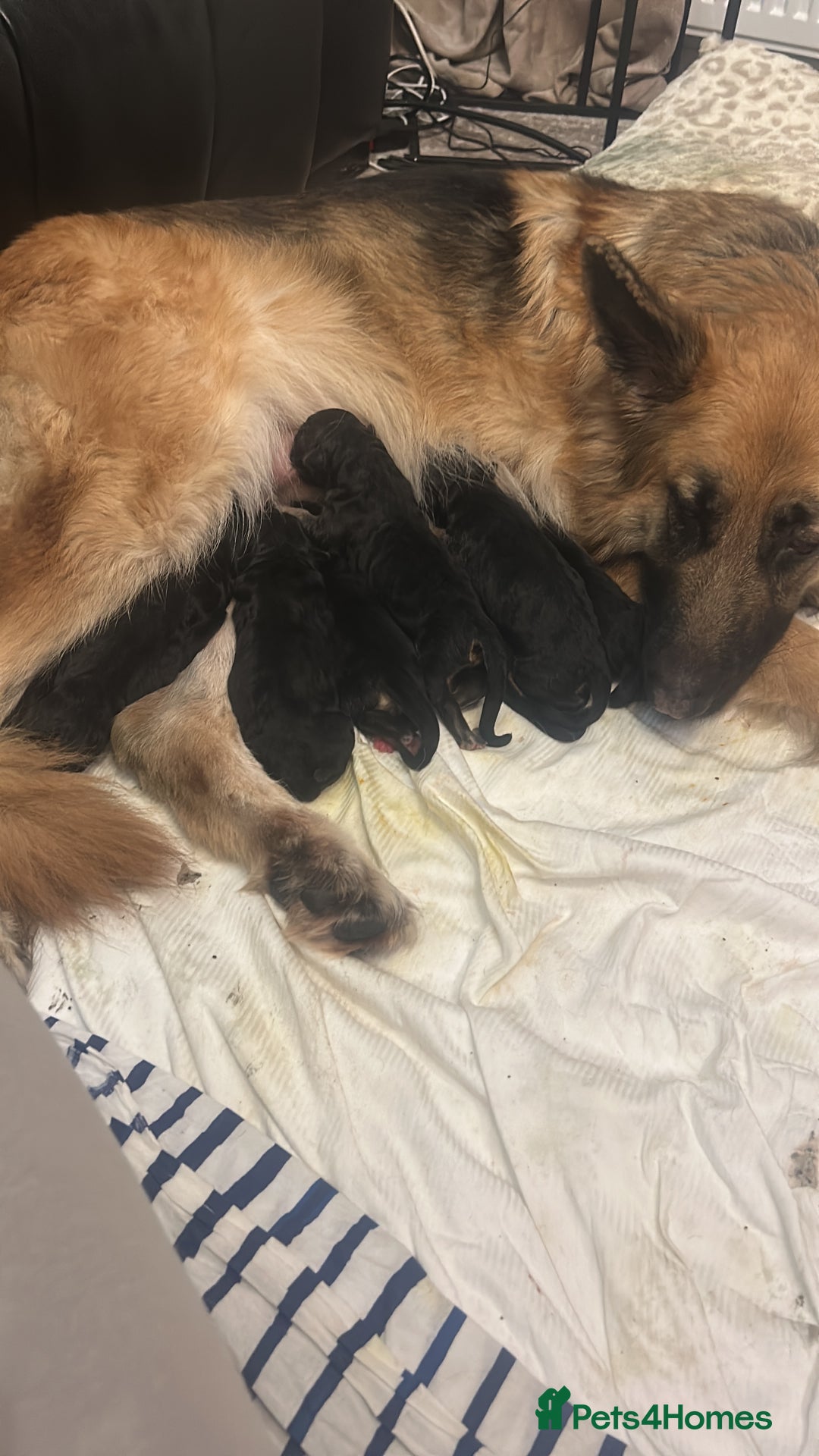 German Shepherd dogs for sale: German shepherd puppies Amber blood line  - Advert 6