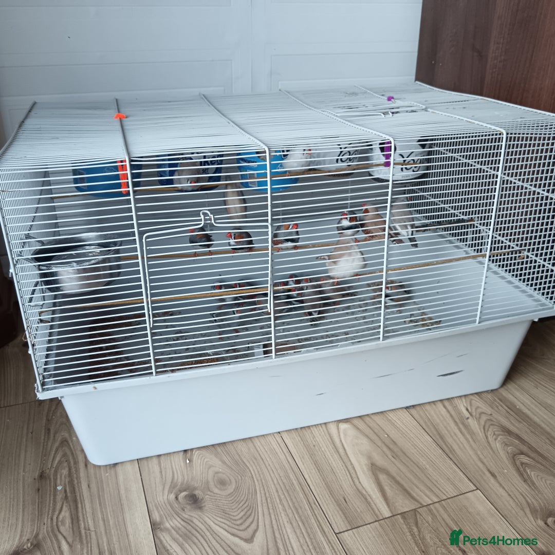 Finches birds for sale: Zabira finches  - Image 7