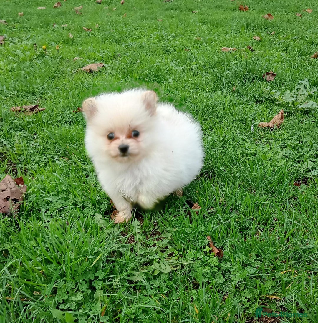 Pomeranian dogs for sale: Miniature Pomeranian puppies  - Advert 2