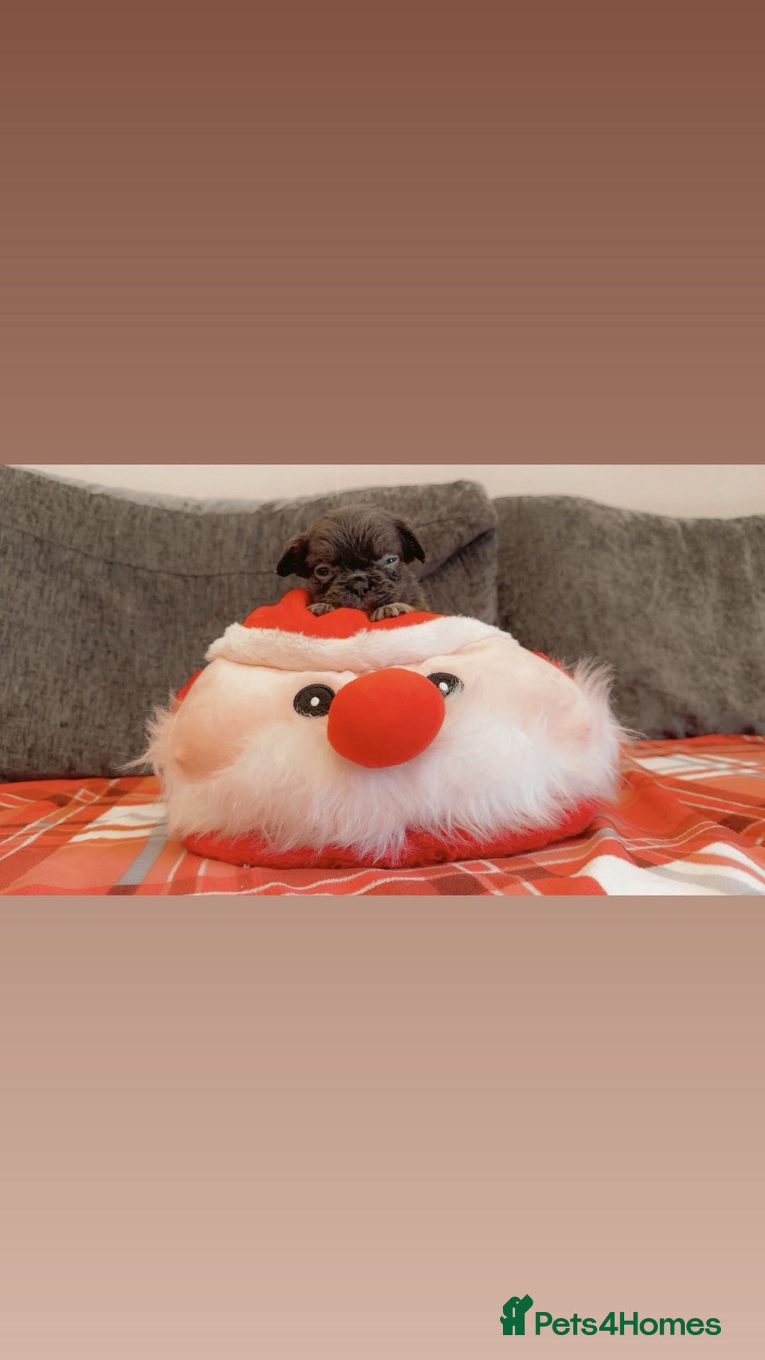 French Bulldog dogs for sale: Full fluffy French bulldogs Pink  - Advert 9