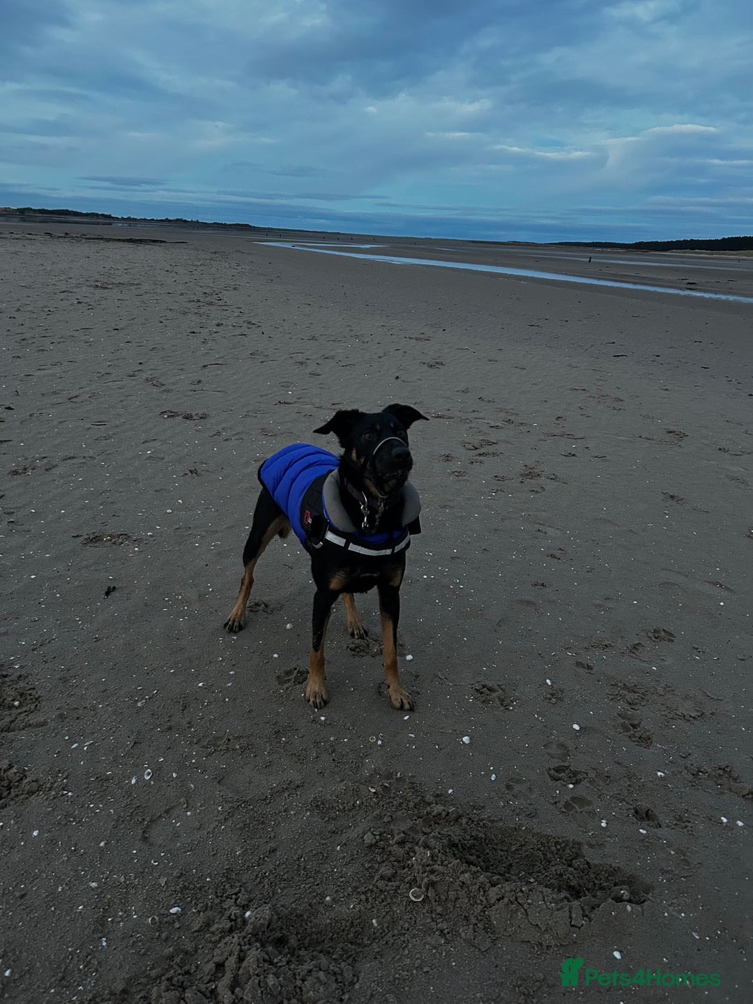 Australian Kelpie dogs for sale: Kal, Australian Kelpie  - Advert 3