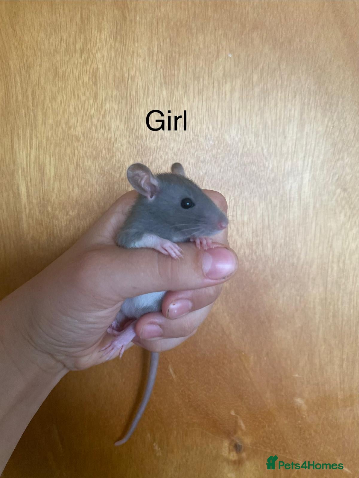 Rat rodents for sale: Mixed sexed baby rats in Chelmsford - Advert 11