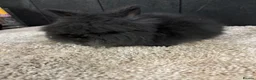 Mini Lop rabbits for sale: Stunning bunnies  - Advert 20