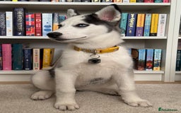 Siberian Husky dogs for sale: Siberian Husky Female - 4 months - Image 1