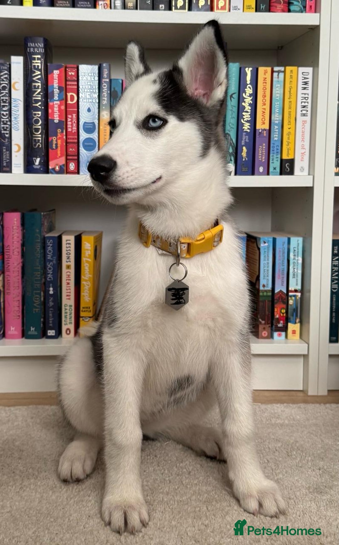 Siberian Husky dogs for sale: Siberian Husky Female - 4 months - Image 1
