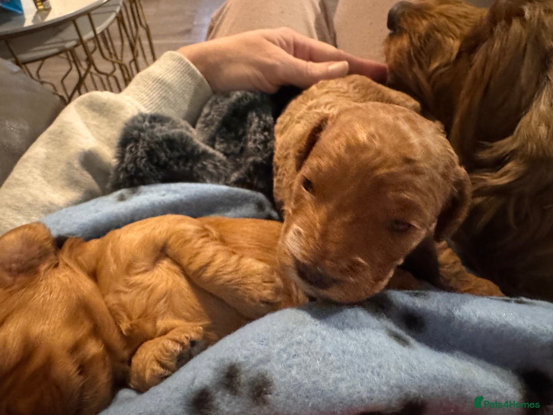 Cockapoo dogs for sale: Red Cockapoo girls F1b - Advert 6