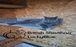 British Shorthair cats for stud: Stud GCCF active Blue British Shorthair - Image 3