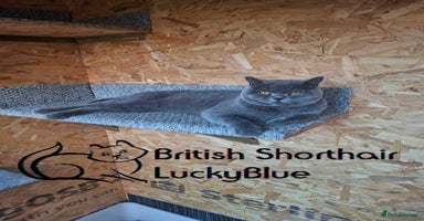 British Shorthair cats - Advert 13