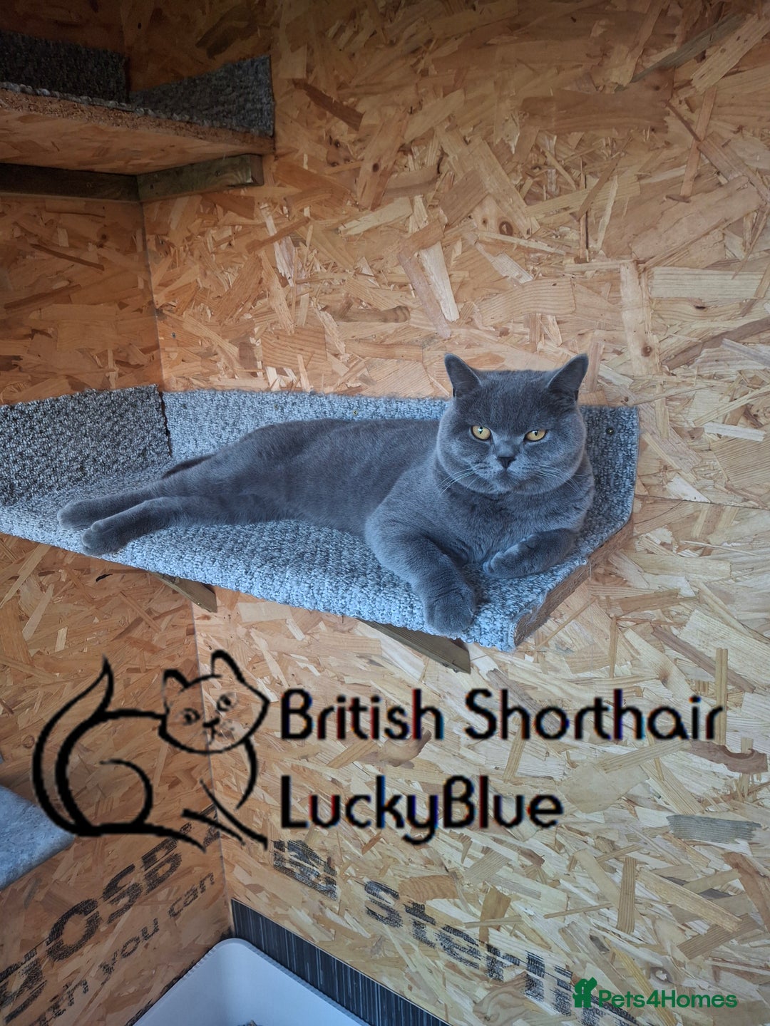 British Shorthair cats for stud: Stud GCCF active Blue British Shorthair - Image 3