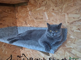 British Shorthair cats - Advert 3