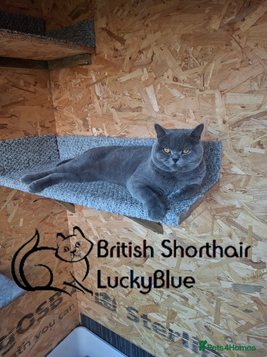 British Shorthair cats for stud: Stud GCCF active Blue British Shorthair - Advert 2