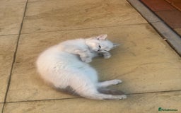 British Shorthair cats for sale: British Shorthair Kittens - Image 6