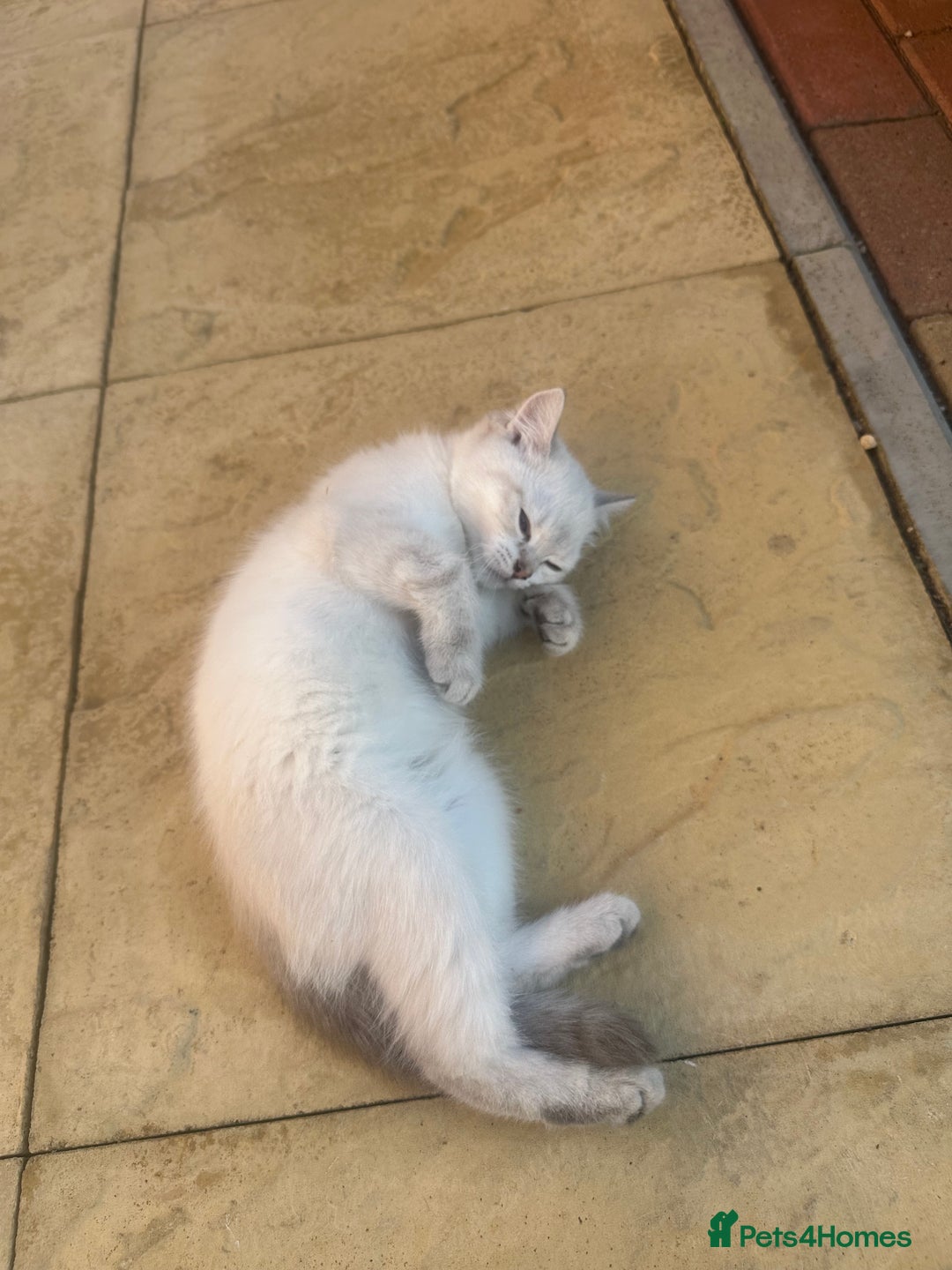 British Shorthair cats for sale: British Shorthair Kittens - Image 6