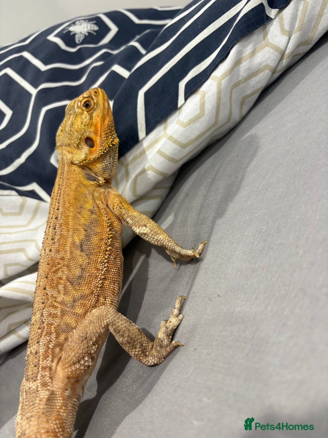 Bearded Dragon reptiles for sale: Citrus leatherback Bearded dragon - Advert 2