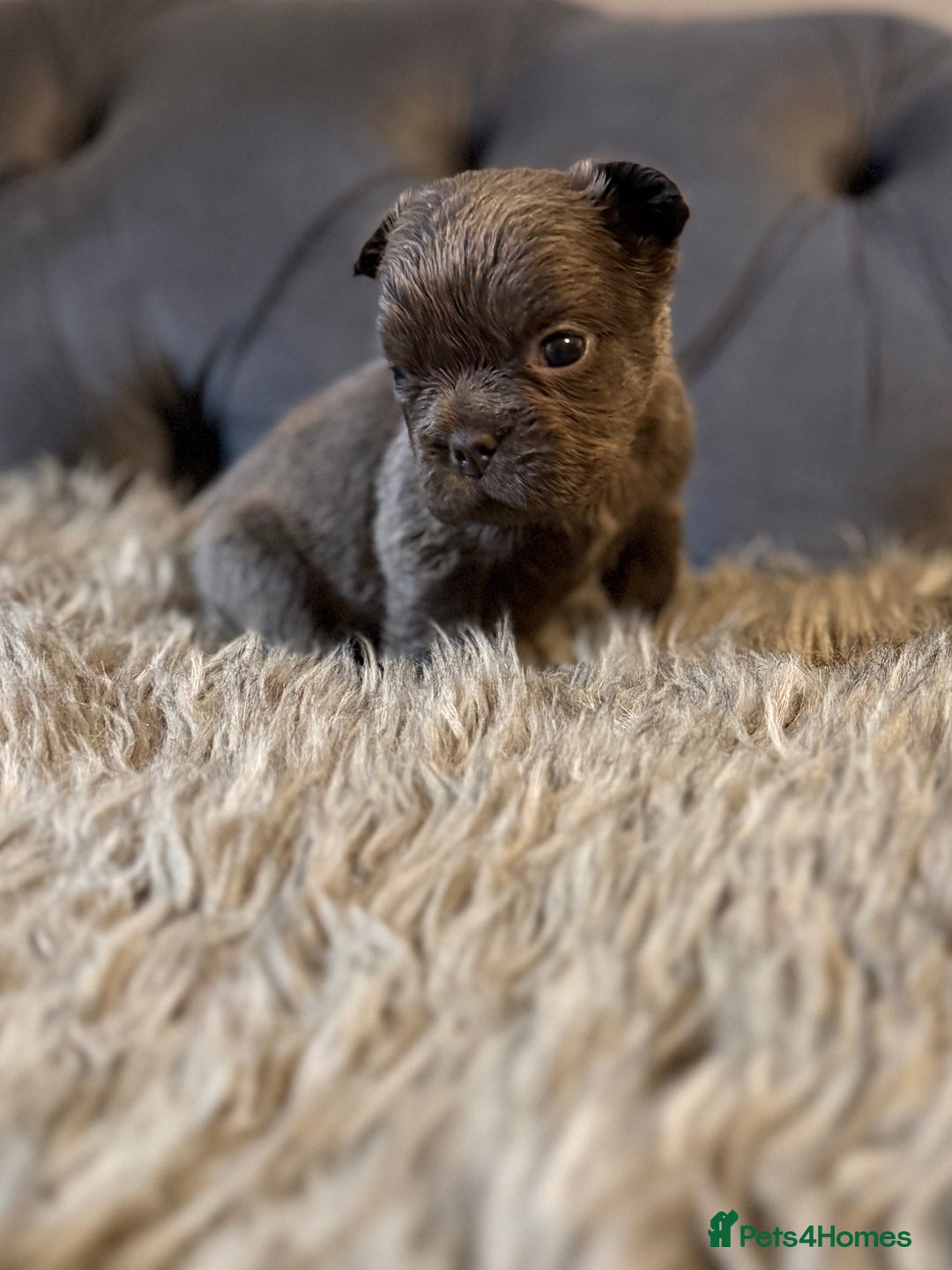 French Bulldog dogs for sale: 10 Full Fluffy French Bulldogs  - Advert 7