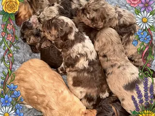 Cockapoo dogs DNA TESTED, Beautiful Merle cockapoo puppies - Advert 9