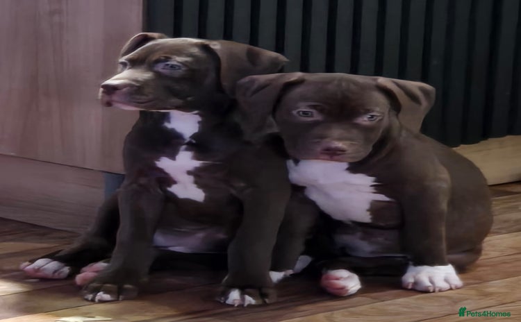 American Bulldog dogs - Advert 3