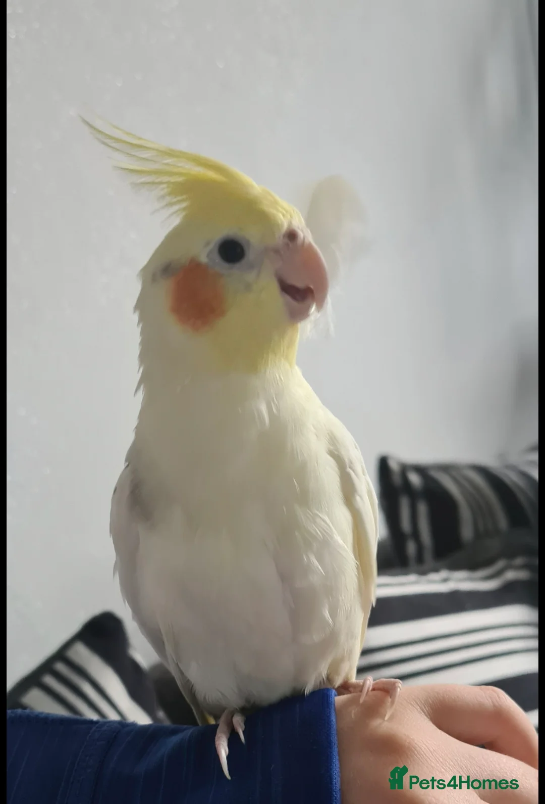 Cockatiels birds for sale: Silly tamed Cockatiel for Sale - Advert 2