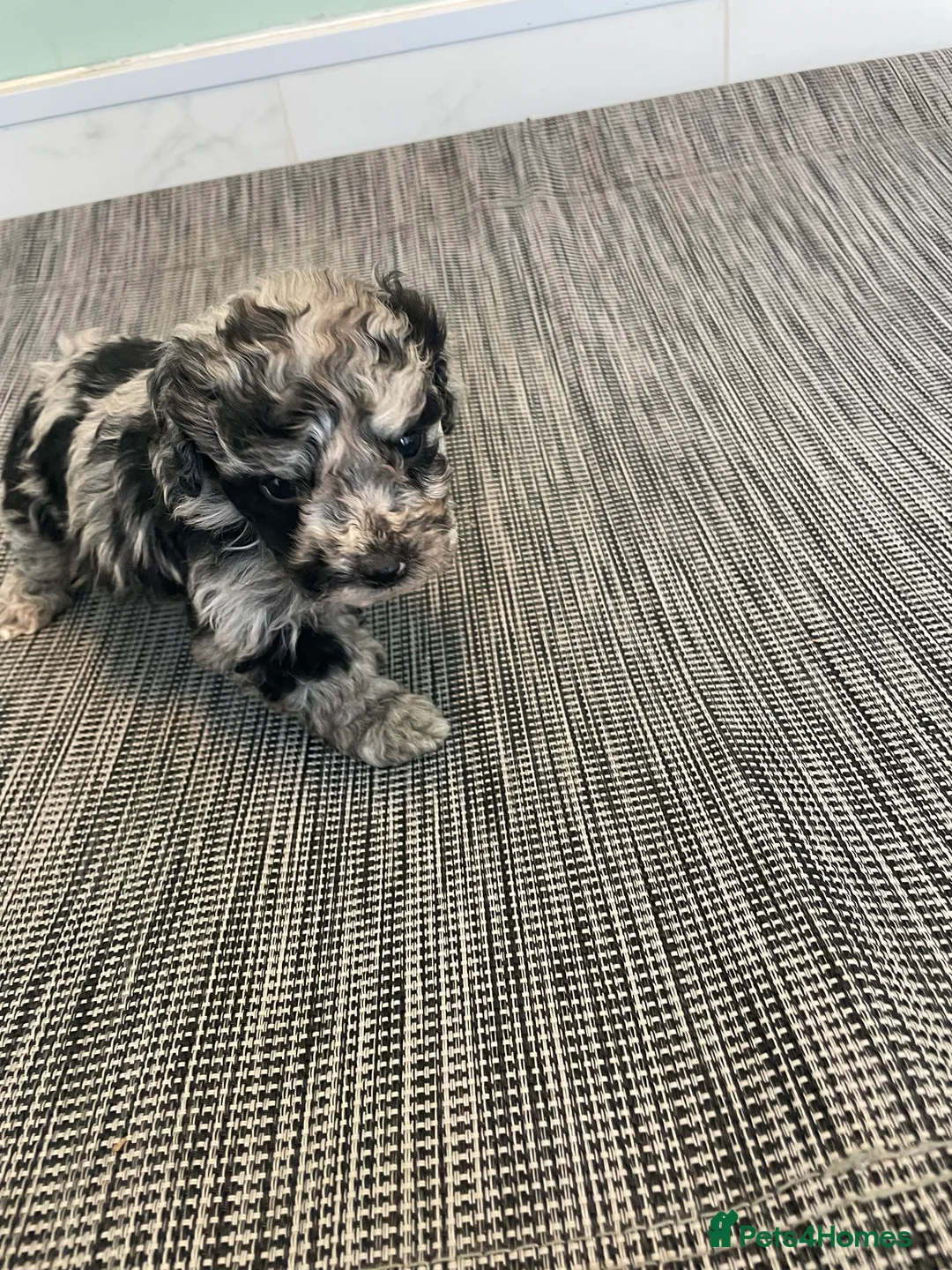 Cockapoo dogs for sale: Stunning F1B cockapoo puppies Boys & Girls  - Advert 7