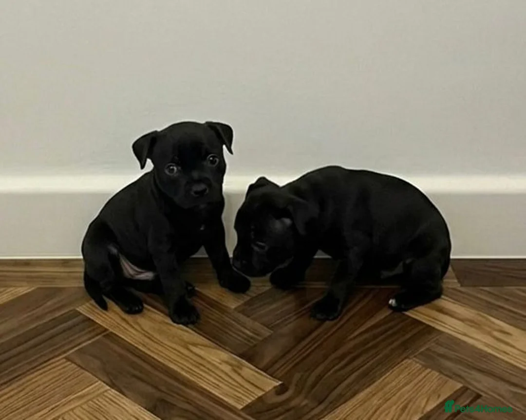 Staffordshire Bull Terrier dogs for sale: Staffordshire Puppies  - Advert 2