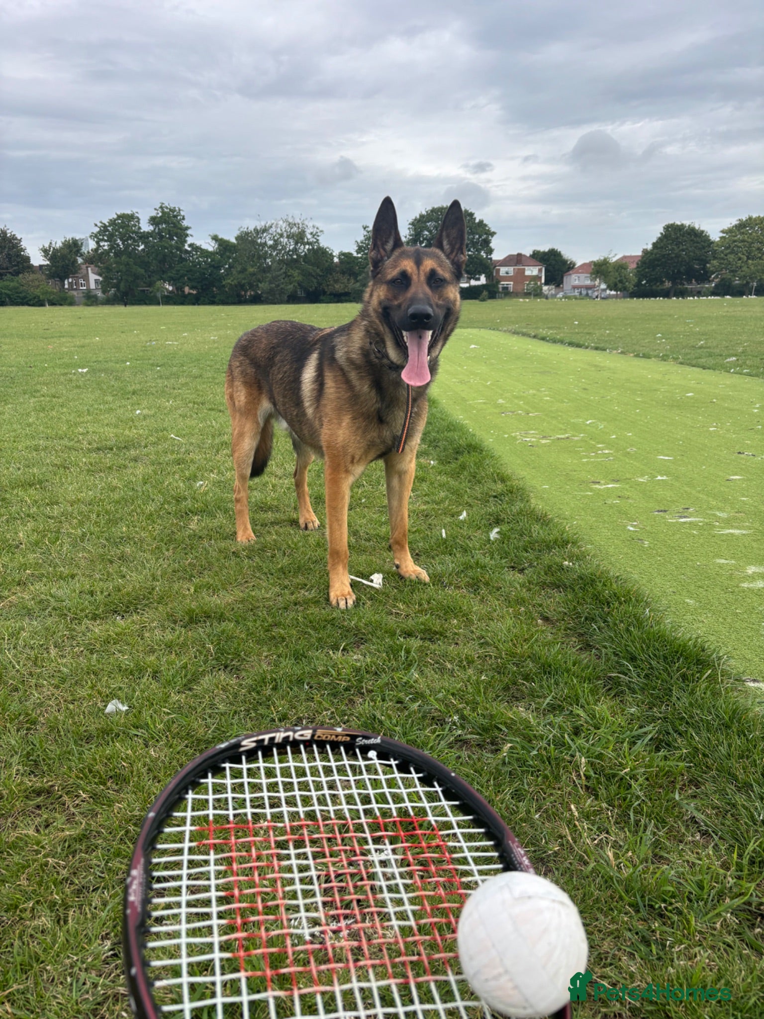 Mixed Breed dogs Simba  - Advert 16