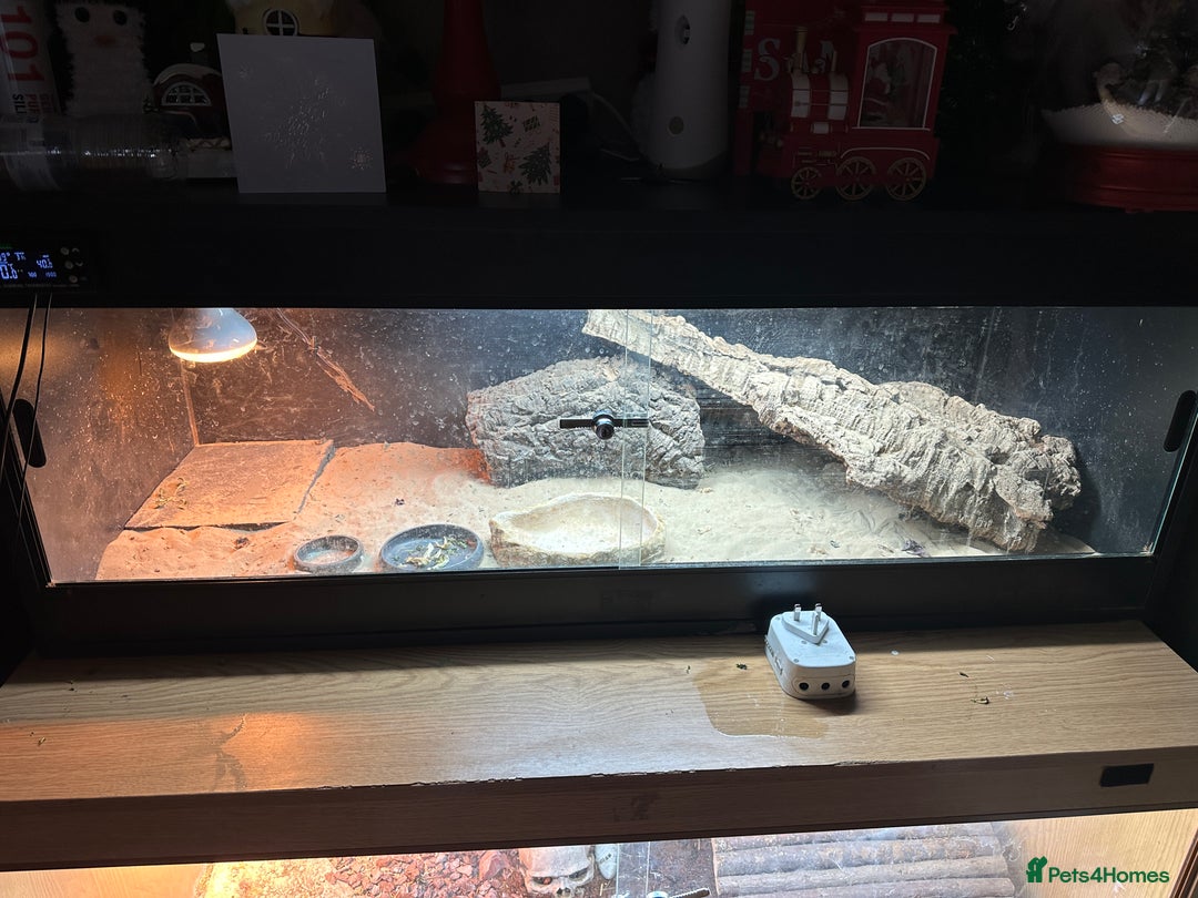 Bearded Dragon reptiles for sale: Bearded Dragon For Rehome  - Advert 2