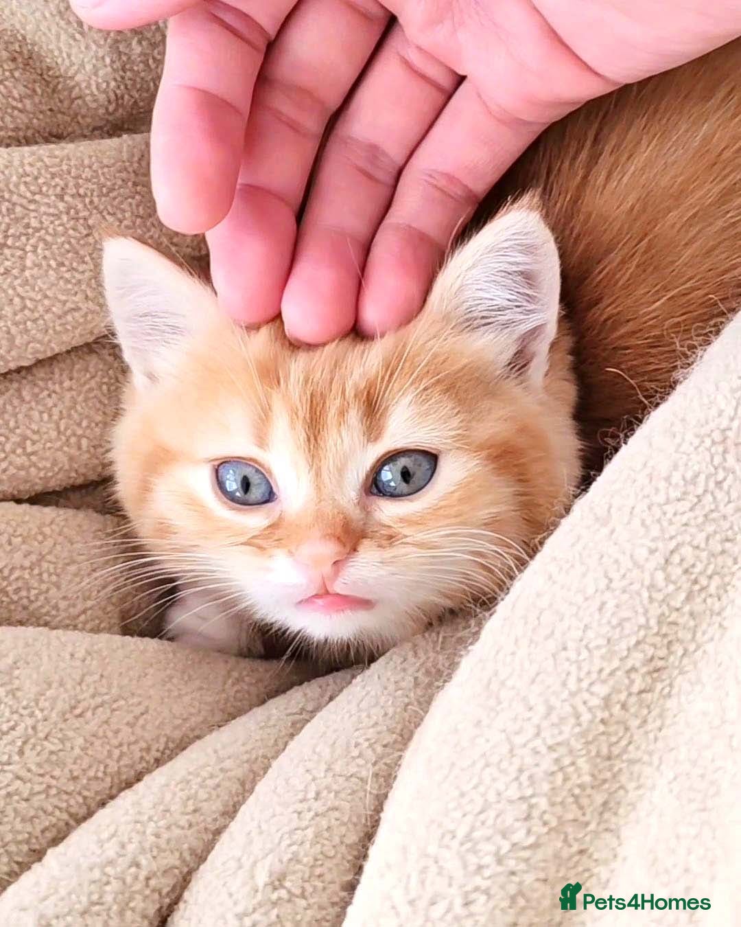 British Shorthair cats for sale: Lovely BSH/BLH Kittens Ready For New Home - Advert 35