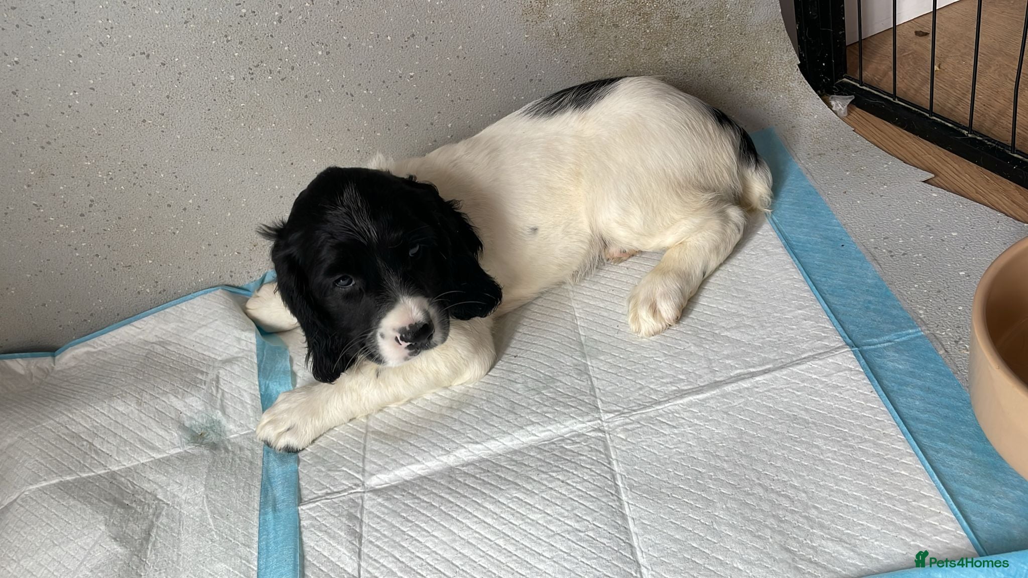 English Springer Spaniel dogs KC Springers READY NOW  - Advert 1