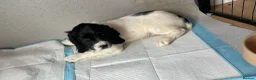 English Springer Spaniel dogs for sale: Kc springers 1 GIRL LEFT  - Advert 1