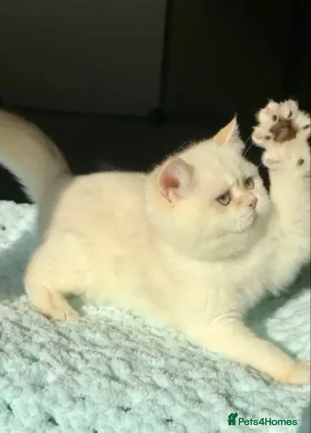 British Shorthair cats for sale: British Shorthair BSH Black Golden Chinchilla CP - Advert 2